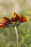 Firewheel <BR>Indian Blanket